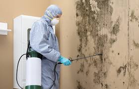 Best Black Mold Removal  in Leland Grove, IL